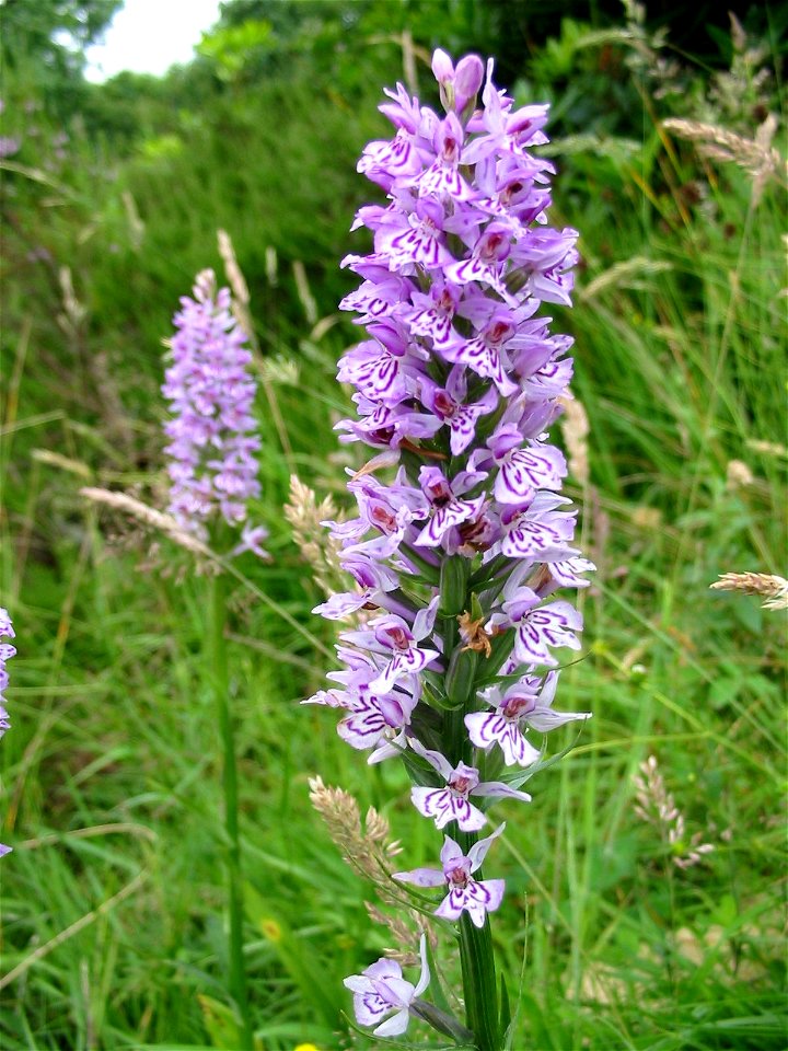 Unidentified Dactylorhiza at Nob End, Bolton, UK. Taken by Geotek 2005