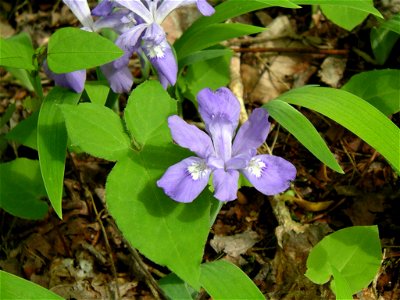 Iris cristata in the Great Smoky Mountains.