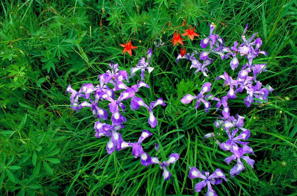 Iris cristata Dwarf crested iris - Clump of purple blossoms and foliage with Crimson columbine growing nearby.
