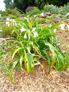 Crinum macowanii specimen in the University of California Botanical Garden, Berkeley, California, USA.