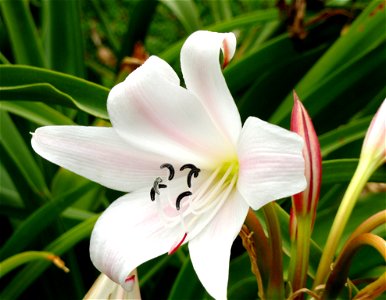 Crinum macowanii specimen in the University of California Botanical Garden, Berkeley, California, USA.