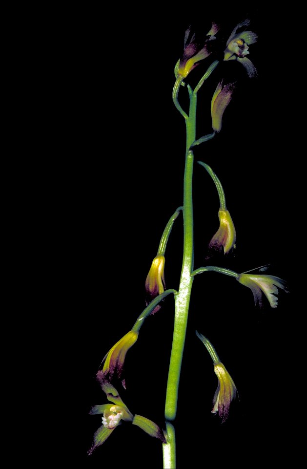 Image title: Putty root stem aplectrum hyemale with yellow and purple orchid blooms
Image from Public domain images website, http://www.public-domain-image.com/full-image/flora-plants-public-domain-im
