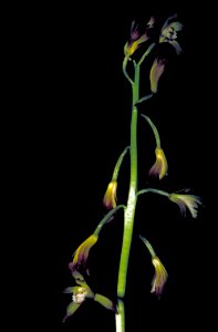 Image title: Putty root stem aplectrum hyemale with yellow and purple orchid blooms
Image from Public domain images website, http://www.public-domain-image.com/full-image/flora-plants-public-domain-im