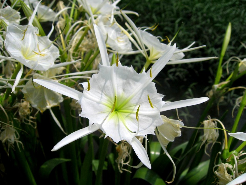 Close-up of Hymenocallis coronaria (Cahaba Lily)