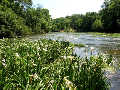 Hymenocallis coronaria on the Locust Fork of the Black Warrior River, Alabama.