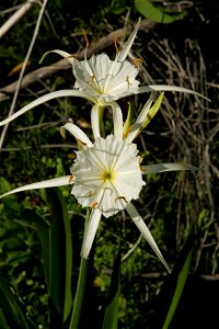 Image title: Spider lily blossoms Image from Public domain images website, http://www.public-domain-image.com/full-image/flora-plants-public-domain-images-pictures/flowers-public-domain-images-picture photo