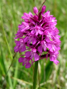 Pyramiden-Hundswurz (Anacamptis pyramidalis) im Naturschutzgebiet Badstube