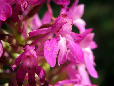 Pyramiden-Hundswurz (Anacamptis pyramidalis) in Hockenheim