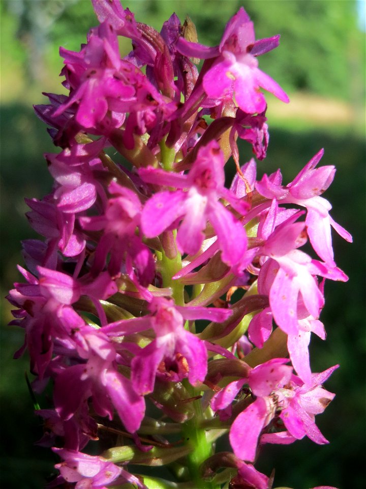 Pyramiden-Hundswurz (Anacamptis pyramidalis) in Hockenheim