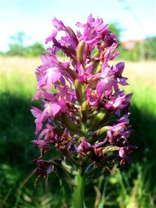 Pyramiden-Hundswurz (Anacamptis pyramidalis) in Hockenheim