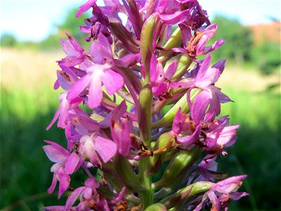Pyramiden-Hundswurz (Anacamptis pyramidalis) in Hockenheim