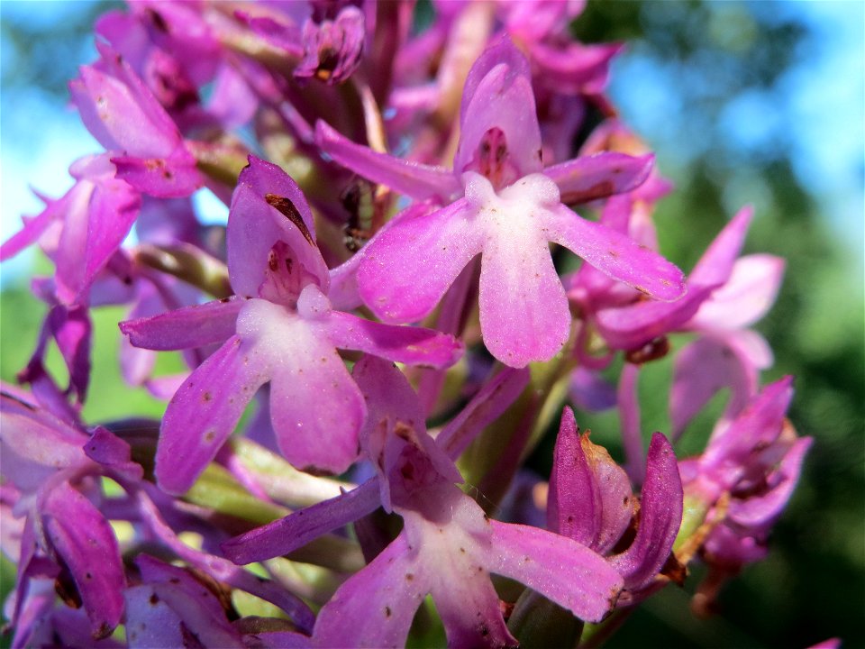 Pyramiden-Hundswurz (Anacamptis pyramidalis) in Hockenheim