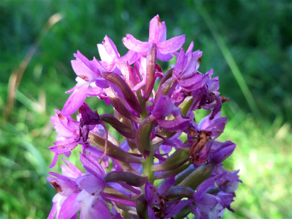 Pyramiden-Hundswurz (Anacamptis pyramidalis) in Hockenheim
