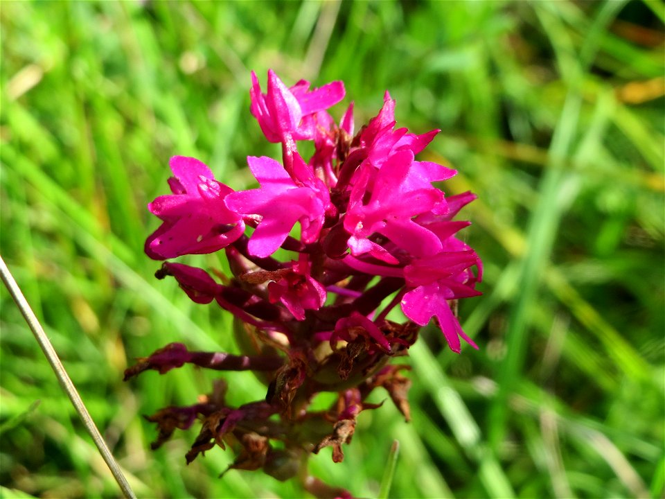 Pyramiden-Hundswurz (Anacamptis pyramidalis) bei Nußloch