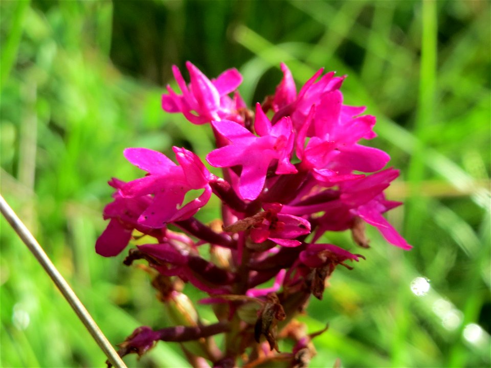 Pyramiden-Hundswurz (Anacamptis pyramidalis) bei Nußloch
