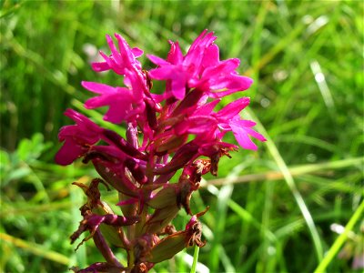 Pyramiden-Hundswurz (Anacamptis pyramidalis) bei Nußloch