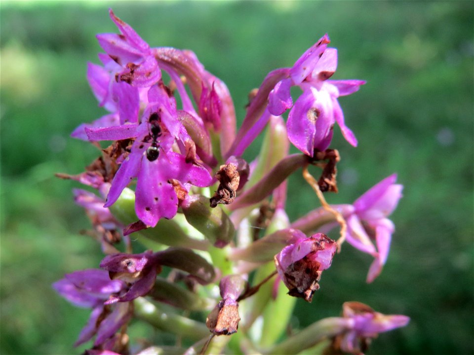 Pyramiden-Hundswurz (Anacamptis pyramidalis) in Hockenheim