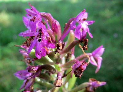 Pyramiden-Hundswurz (Anacamptis pyramidalis) in Hockenheim