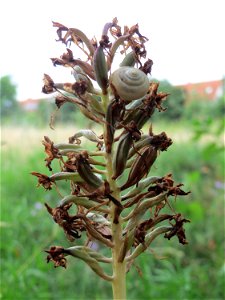 Verblühte Pyramiden-Hundswurz (Anacamptis pyramidalis) in Hockenheim