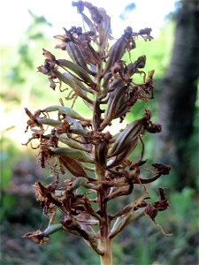 Verblühte Pyramiden-Hundswurz (Anacamptis pyramidalis) in Hockenheim