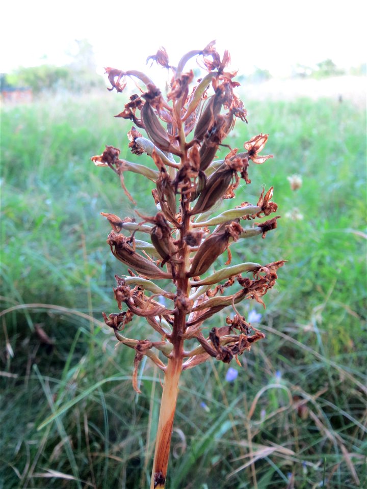 Verblühte Pyramiden-Hundswurz (Anacamptis pyramidalis) in Hockenheim