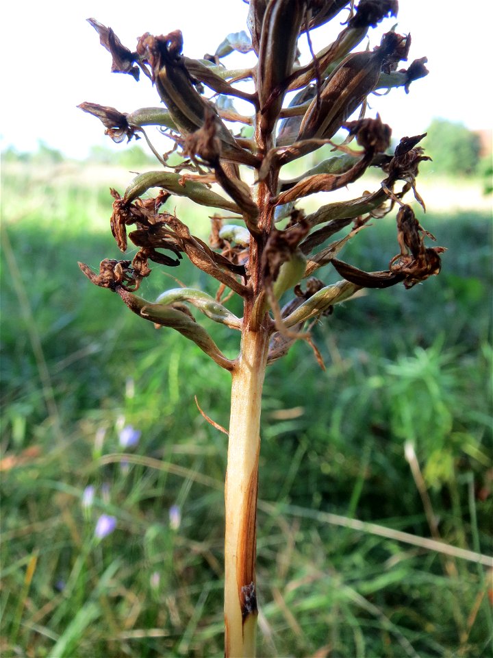 Verblühte Pyramiden-Hundswurz (Anacamptis pyramidalis) in Hockenheim