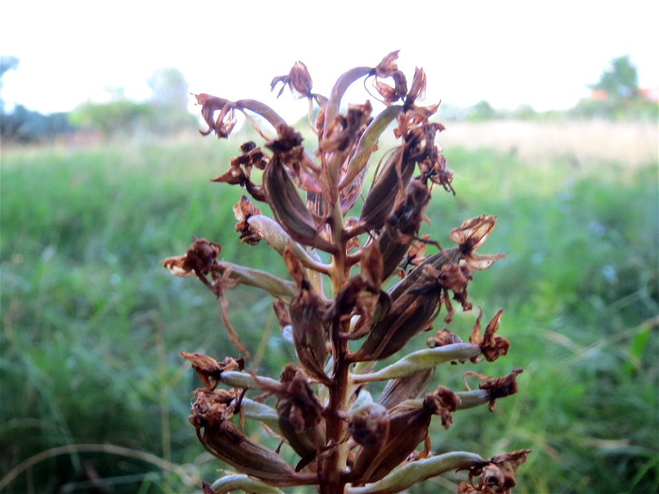 Verblühte Pyramiden-Hundswurz (Anacamptis pyramidalis) in Hockenheim