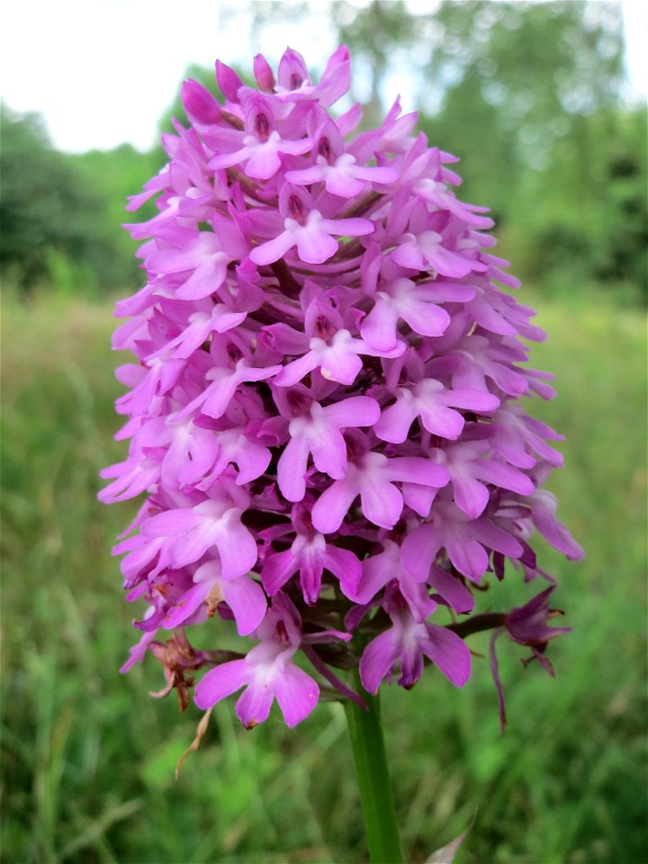 Pyramiden-Hundswurz (Anacamptis pyramidalis) in Hockenheim