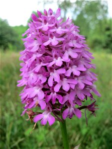 Pyramiden-Hundswurz (Anacamptis pyramidalis) in Hockenheim