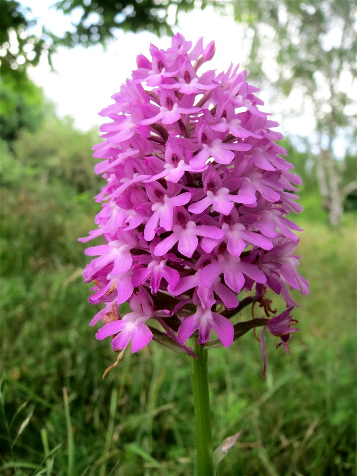 Pyramiden-Hundswurz (Anacamptis pyramidalis) in Hockenheim
