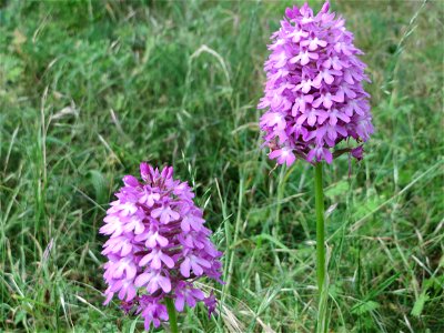 Pyramiden-Hundswurz (Anacamptis pyramidalis) in Hockenheim
