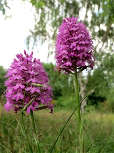 Pyramiden-Hundswurz (Anacamptis pyramidalis) in Hockenheim