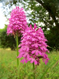 Pyramiden-Hundswurz (Anacamptis pyramidalis) in Hockenheim