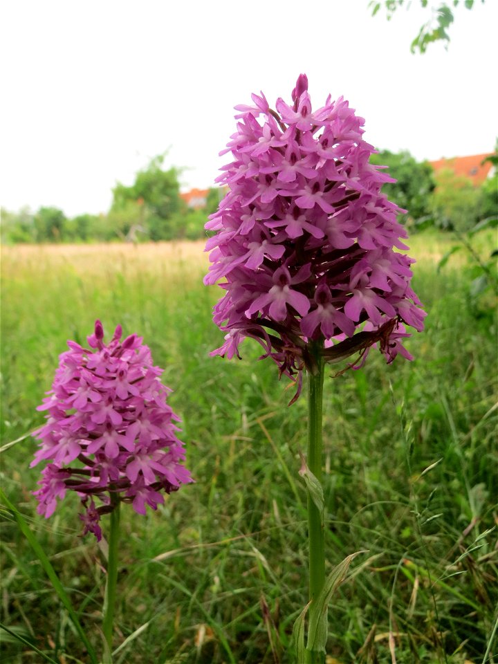 Pyramiden-Hundswurz (Anacamptis pyramidalis) in Hockenheim