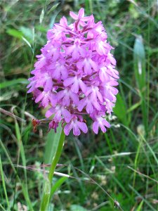 Pyramiden-Hundswurz (Anacamptis pyramidalis) in Hockenheim