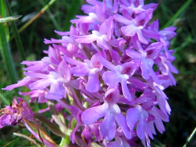 Pyramiden-Hundswurz (Anacamptis pyramidalis) in Hockenheim