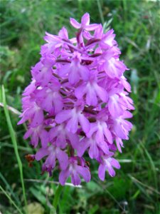 Pyramiden-Hundswurz (Anacamptis pyramidalis) in Hockenheim