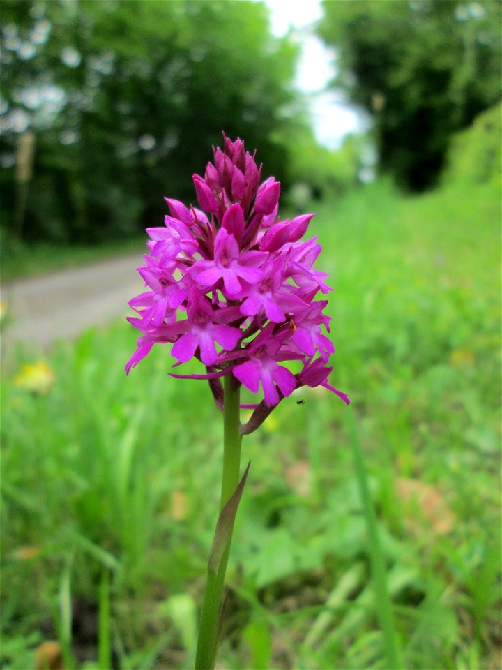 Pyramiden-Hundswurz (Anacamptis pyramidalis) bei Fechingen - die im Naturschutzgebiet Naturschutzgebiet „Birzberg, Honigsack/Kappelberghang“ häufige Art streut bis an den Ortsrand von Fechingen