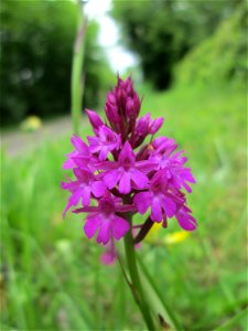 Pyramiden-Hundswurz (Anacamptis pyramidalis) bei Fechingen - die im Naturschutzgebiet Naturschutzgebiet „Birzberg, Honigsack/Kappelberghang“ häufige Art streut bis an den Ortsrand von Fechingen