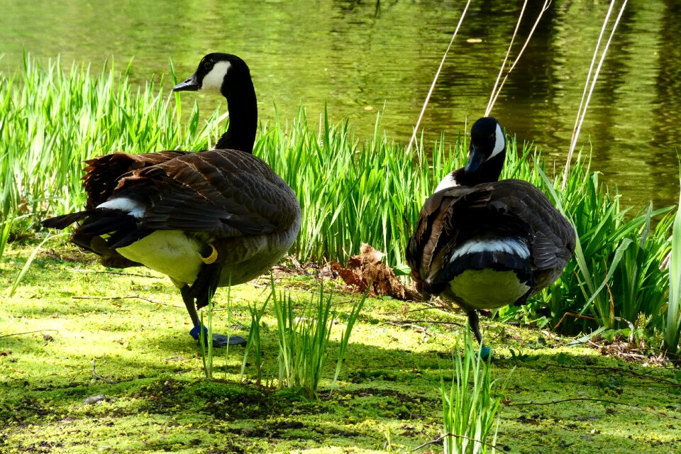 Animals lawn goose