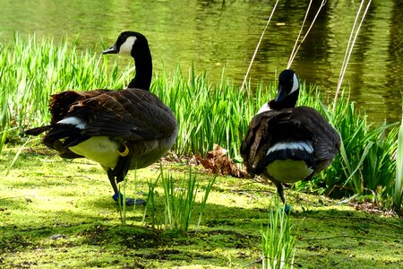 Animals lawn goose