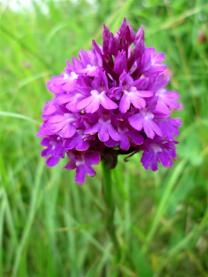 Pyramiden-Hundswurz (Anacamptis pyramidalis) im Naturschutzgebiet „Birzberg, Honigsack/Kappelberghang“