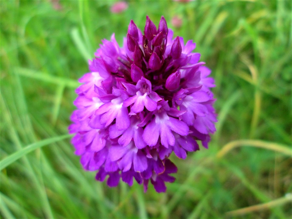 Pyramiden-Hundswurz (Anacamptis pyramidalis) im Naturschutzgebiet „Birzberg, Honigsack/Kappelberghang“