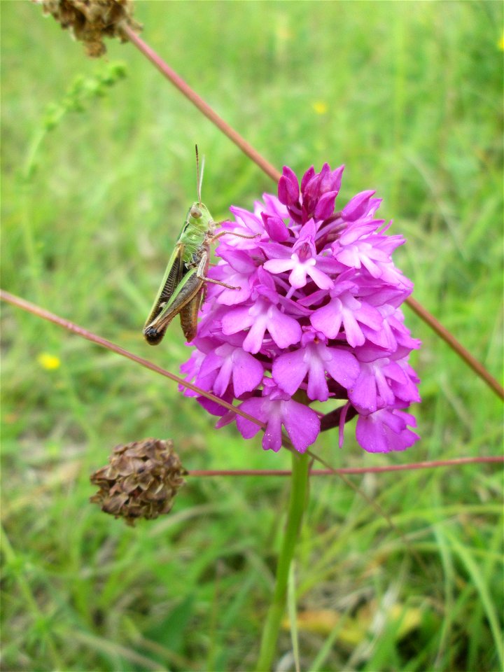 Pyramiden-Hundswurz (Anacamptis pyramidalis) im Naturschutzgebiet „Birzberg, Honigsack/Kappelberghang“. Auf dem Blütenstand befindet sich ein Heidegrashüpfer (Stenobothrus lineatus).