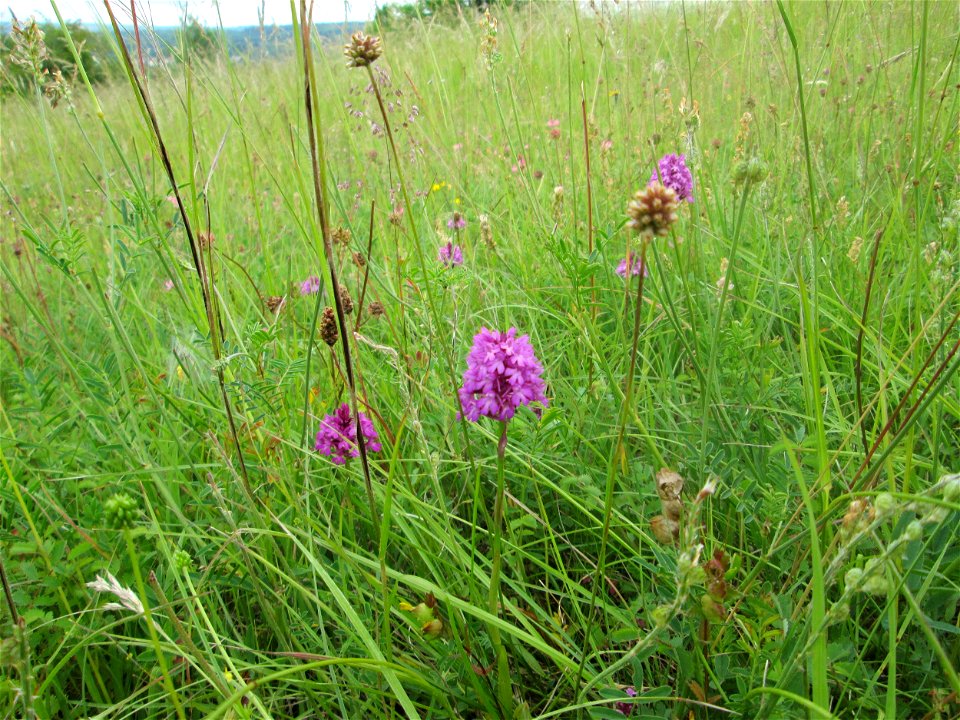 Pyramiden-Hundswurz (Anacamptis pyramidalis) am Birzberg bei Frchingen (Außerhalb vom Naturschutzgebiet)