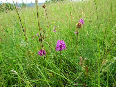 Pyramiden-Hundswurz (Anacamptis pyramidalis) am Birzberg bei Frchingen (Außerhalb vom Naturschutzgebiet)