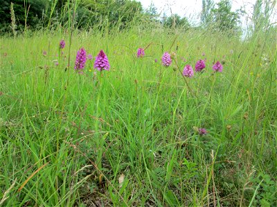 Pyramiden-Hundswurz (Anacamptis pyramidalis) am Birzberg bei Frchingen (Außerhalb vom Naturschutzgebiet)