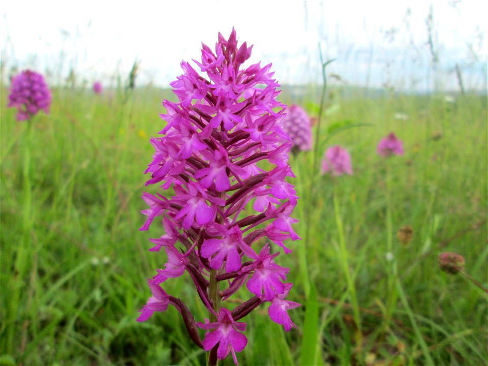 Pyramiden-Hundswurz (Anacamptis pyramidalis) am Birzberg bei Frchingen (Außerhalb vom Naturschutzgebiet)