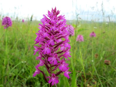 Pyramiden-Hundswurz (Anacamptis pyramidalis) am Birzberg bei Frchingen (Außerhalb vom Naturschutzgebiet)