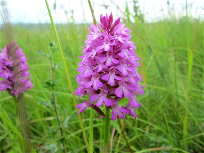 Pyramiden-Hundswurz (Anacamptis pyramidalis) im Naturschutzgebiet „Birzberg, Honigsack/Kappelberghang“